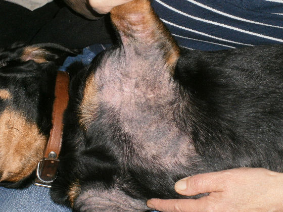 Min hund har i årevis været skaldet i "armhulerne", hvad det være?