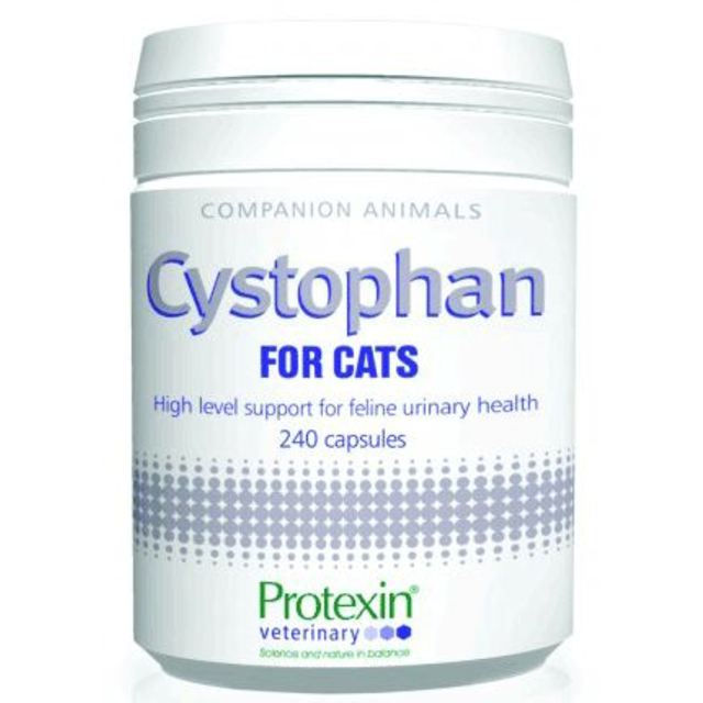 Cystophan til kat 240 - Netdyrlæge